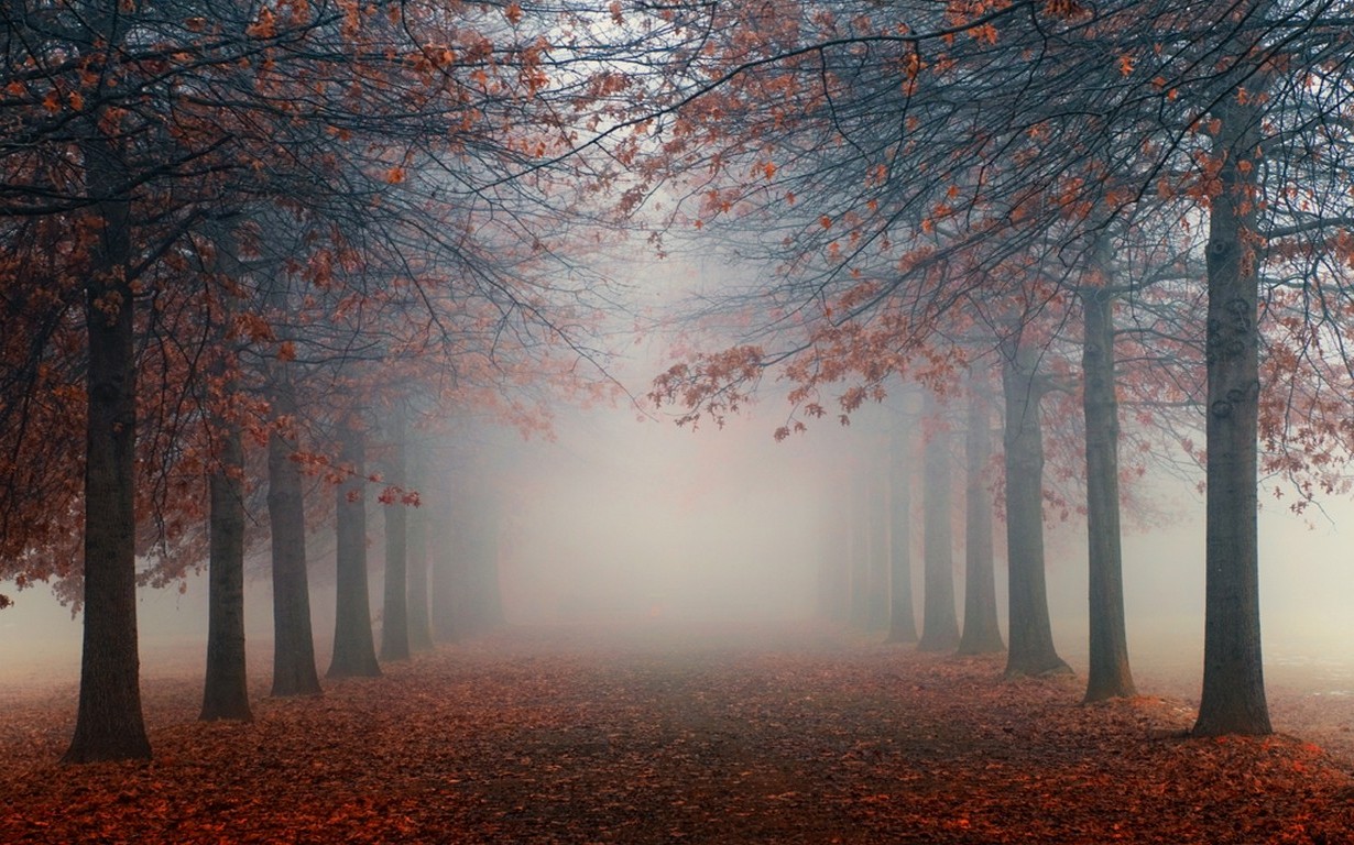 nature, Landscape, Mist, Trees, Leaves, Fall, Sunrise, Morning Wallpaper