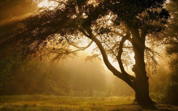 nature, Landscape, Mist, Trees, Sunrise, Forest, Grass, Sun Rays, Atmosphere, Summer HD Wallpaper Desktop Background