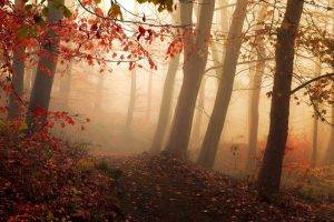 nature, Landscape, Path, Mist, Sunrise, Sunlight, Forest, Fall, Leaves, Trees, Atmosphere, Red