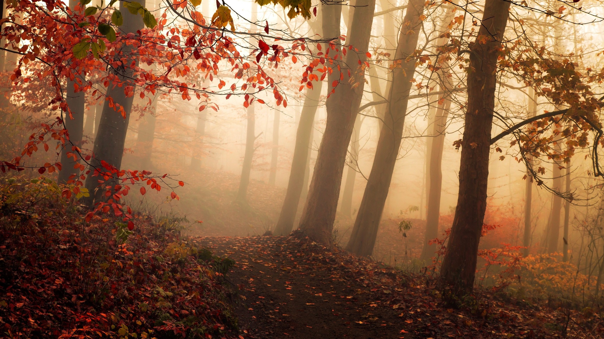 nature, Landscape, Path, Mist, Sunrise, Sunlight, Forest, Fall, Leaves, Trees, Atmosphere, Red Wallpaper