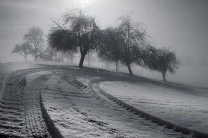 monochrome, Landscape, Nature, Winter, Trees, Tracks, Mist, Morning, Sunlight