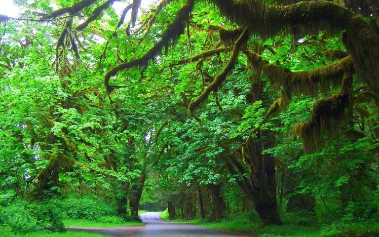 nature, Landscape, Washington State, Olympic National Park, Trees, Road, Grass, Green, Shrubs HD Wallpaper Desktop Background