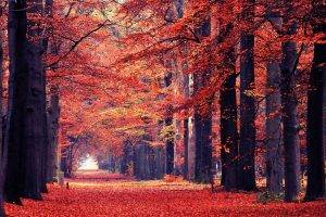 nature, Landscape, Fall, Leaves, Path, Trees, Park, Tunnel, Red