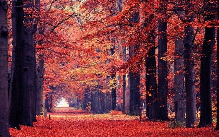 nature, Landscape, Fall, Leaves, Path, Trees, Park, Tunnel, Red HD Wallpaper Desktop Background