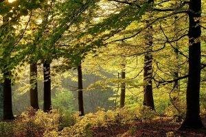 nature, Landscape, Forest, Shrubs, Morning, Trees, Leaves, Germany