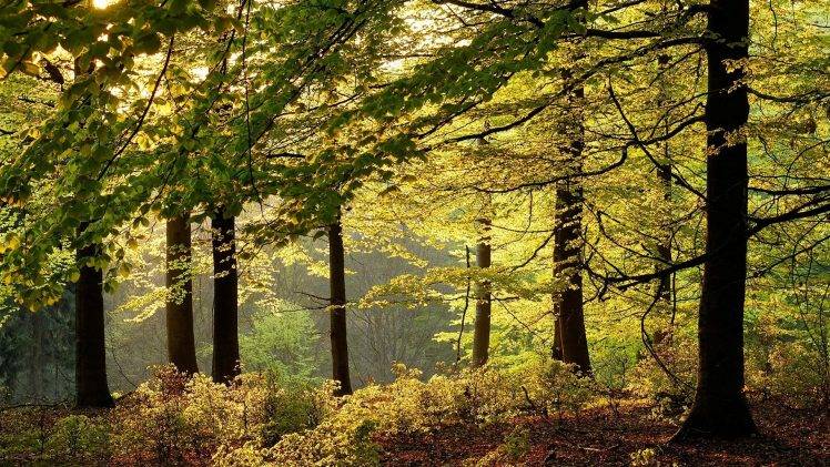 nature, Landscape, Forest, Shrubs, Morning, Trees, Leaves, Germany HD Wallpaper Desktop Background
