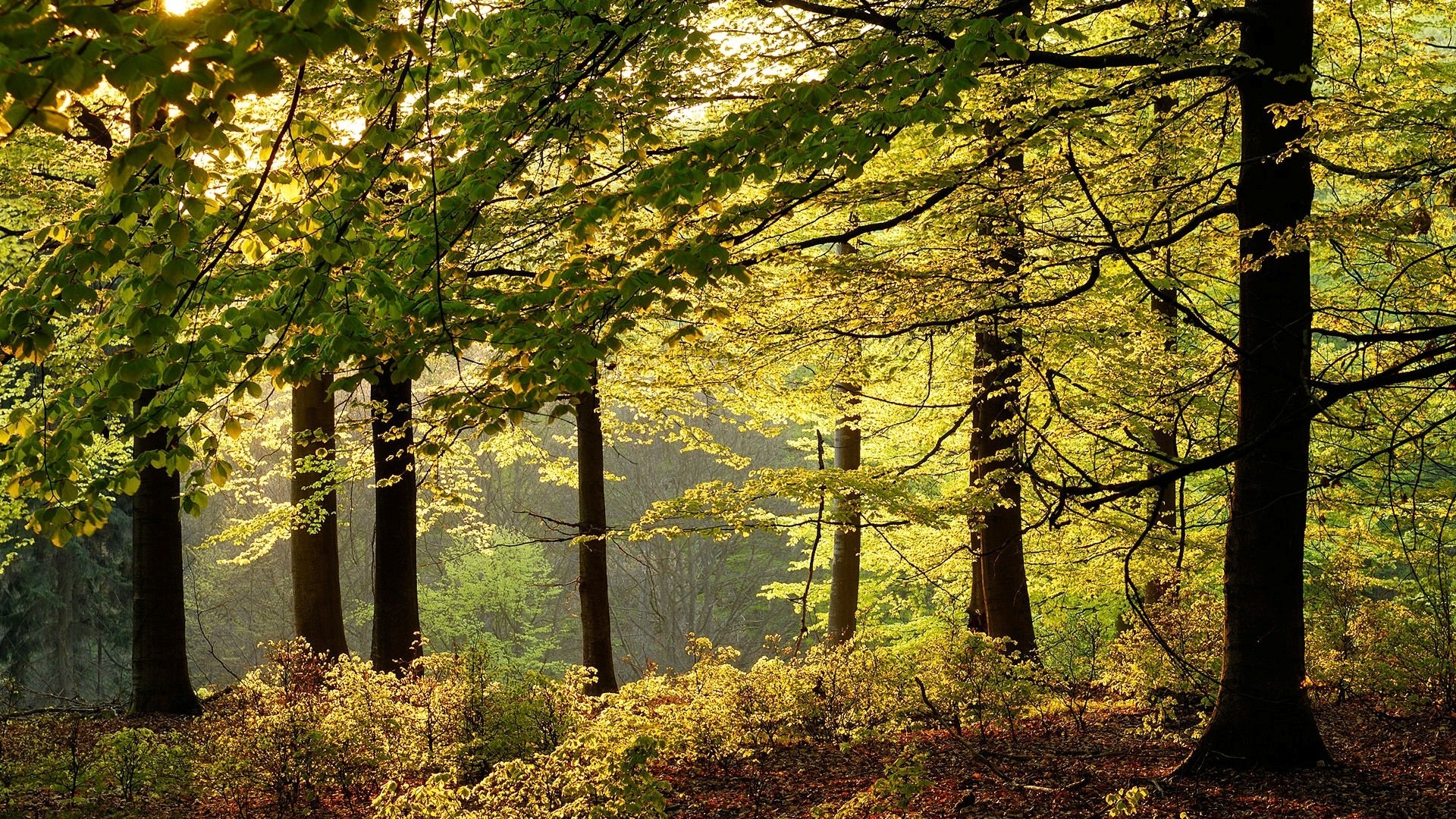 nature, Landscape, Forest, Shrubs, Morning, Trees, Leaves, Germany Wallpaper