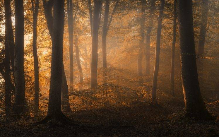 landscape, Nature, Fall, Forest, Sunrise, Trees, Leaves, Shrubs, Sunlight, Mist HD Wallpaper Desktop Background