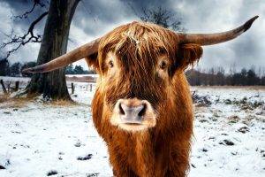 nature, Animals, Cows, Horns, Snow, Winter, Trees