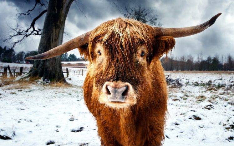 nature, Animals, Cows, Horns, Snow, Winter, Trees HD Wallpaper Desktop Background