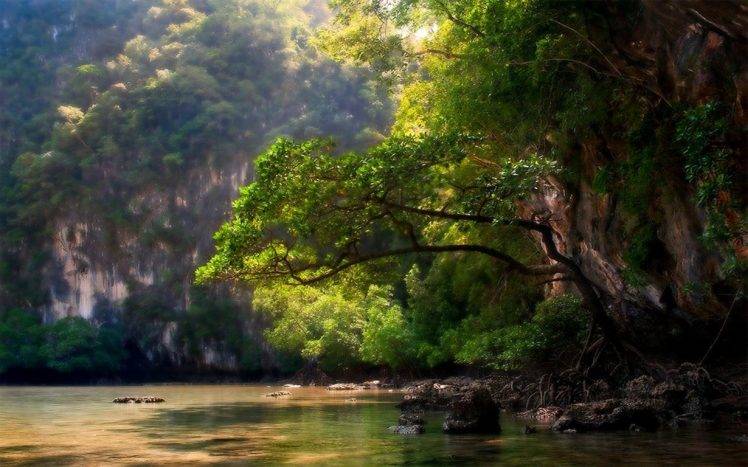 nature, Landscape, Trees, Mountain, River, Sunlight, Roots, Shrubs, Green, Water HD Wallpaper Desktop Background