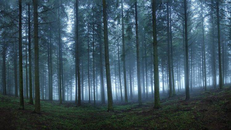 nature, Landscape, Mist, Forest, Trees, Morning HD Wallpaper Desktop Background