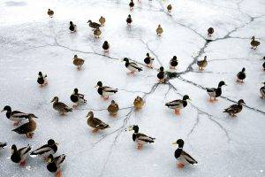 nature, Ice, Animals, Birds, Duck, Lake, Frozen Lake