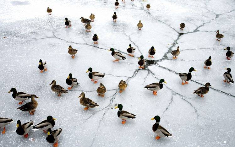 nature, Ice, Animals, Birds, Duck, Lake, Frozen Lake HD Wallpaper Desktop Background