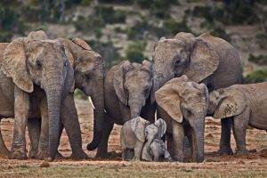 elephants, Animals