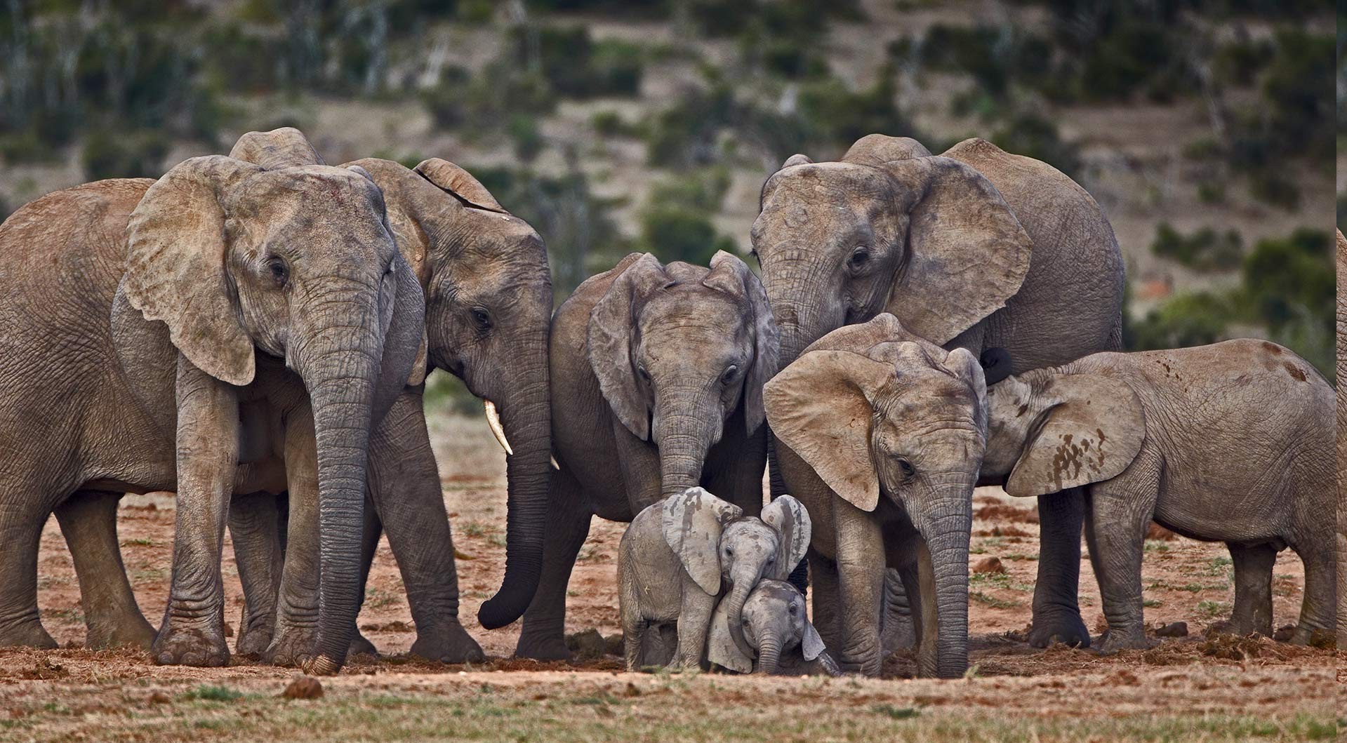 elephants, Animals Wallpaper
