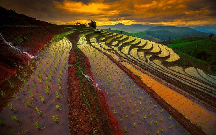 nature, Landscape, Sunrise, Mountain, Field, Rice Paddy, Terraces, Sky, Thailand, Mist, Water, Clouds HD Wallpaper Desktop Background