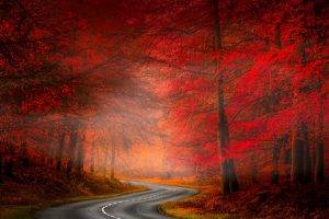 nature, Landscape, Road, Asphalt, Forest, Red, Grass, Trees, Fall, Mist
