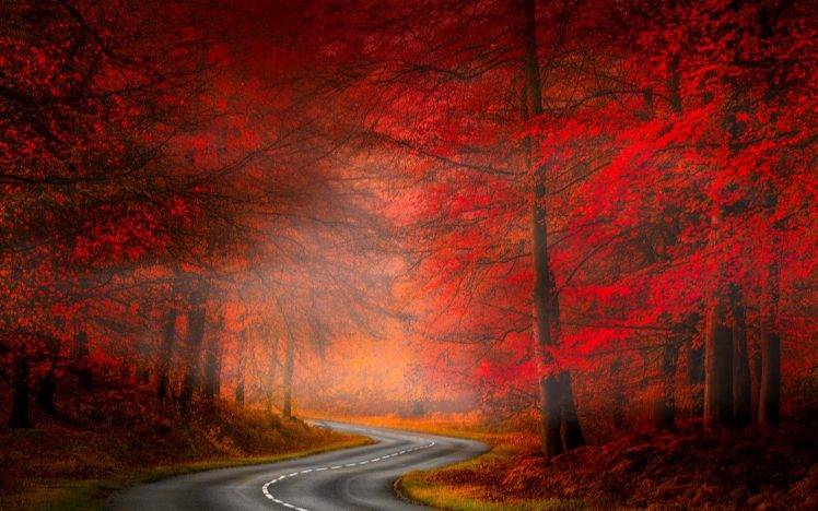 nature, Landscape, Road, Asphalt, Forest, Red, Grass, Trees, Fall, Mist HD Wallpaper Desktop Background