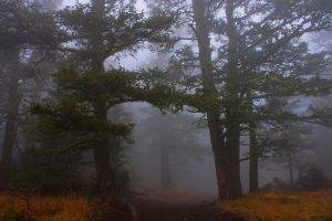mist, Path, Nature, Landscape, Forest, Grass, Shrubs, Trees, Morning, Atmosphere