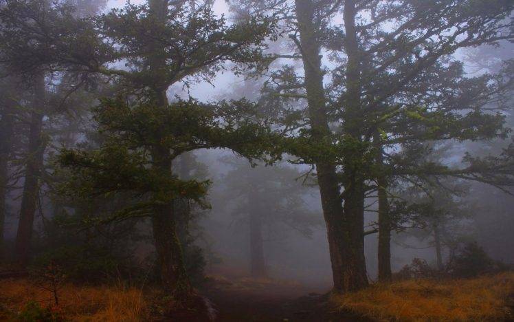 mist, Path, Nature, Landscape, Forest, Grass, Shrubs, Trees, Morning, Atmosphere HD Wallpaper Desktop Background