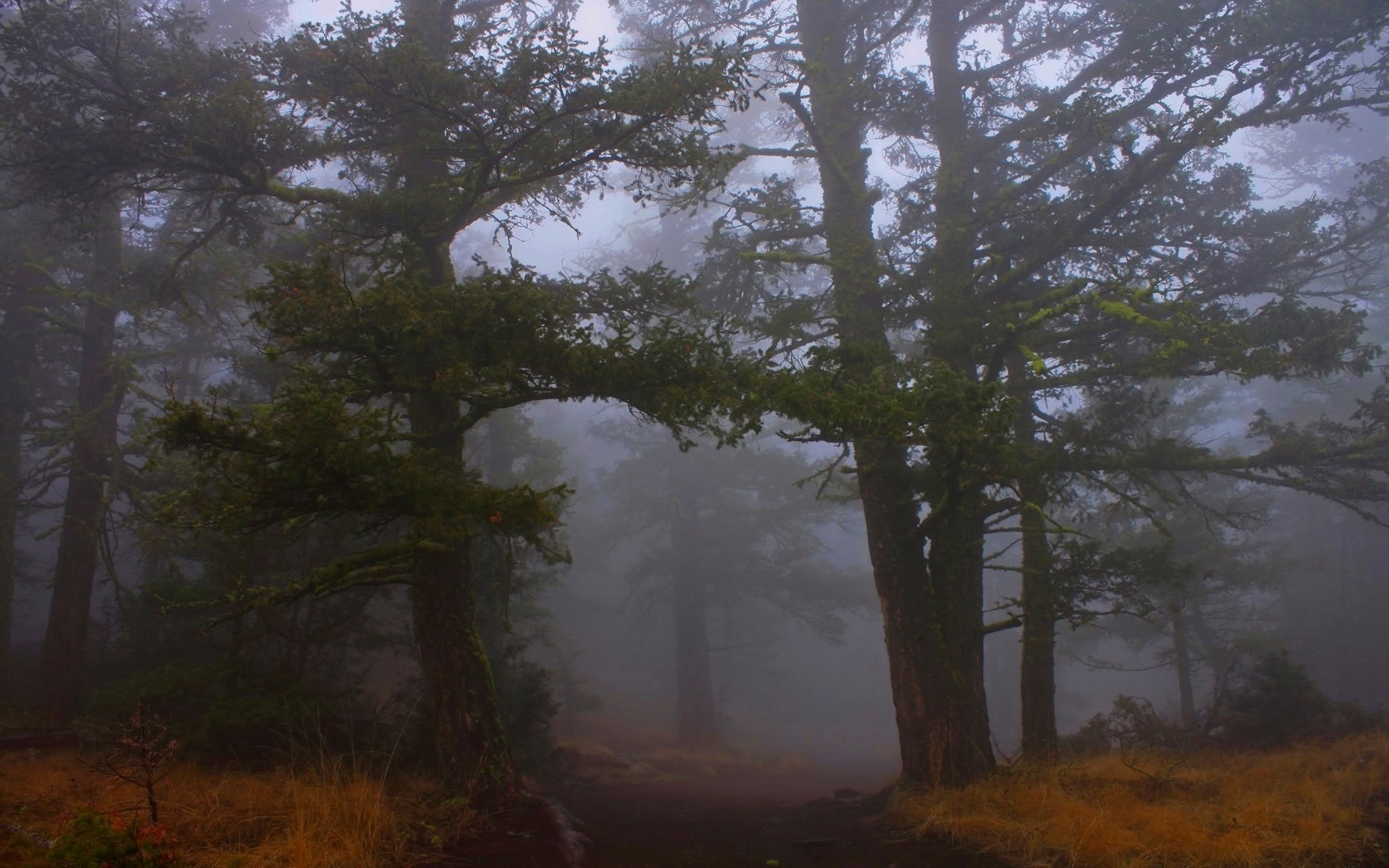 mist, Path, Nature, Landscape, Forest, Grass, Shrubs, Trees, Morning, Atmosphere Wallpaper
