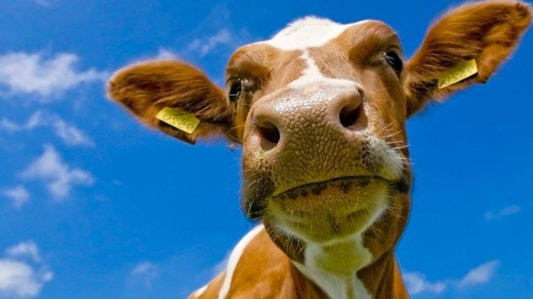cows, Animals HD Wallpaper Desktop Background
