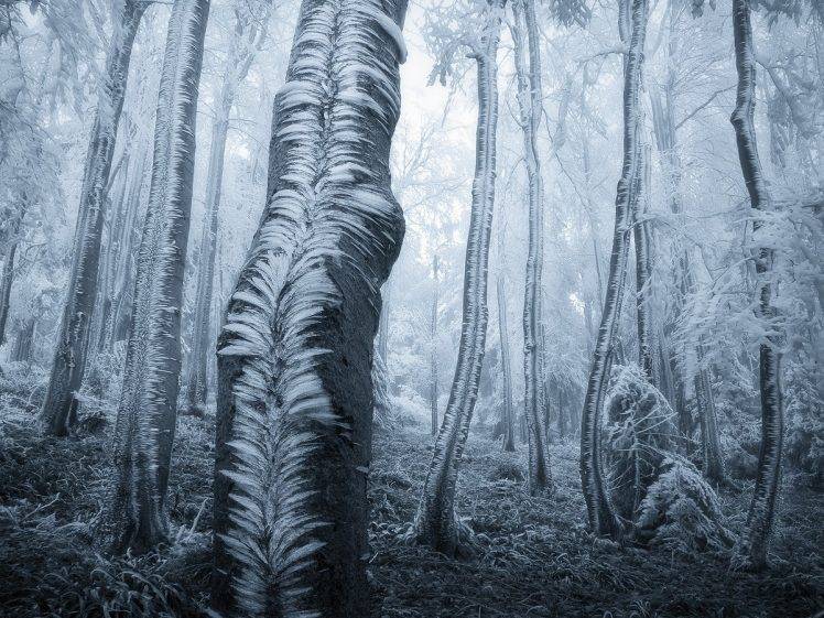 landscape, Winter, Ice, Forest, Mist HD Wallpaper Desktop Background