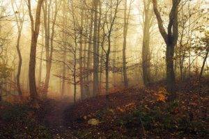 landscape, Nature, Trees, Mist, Path, Fall, Forest