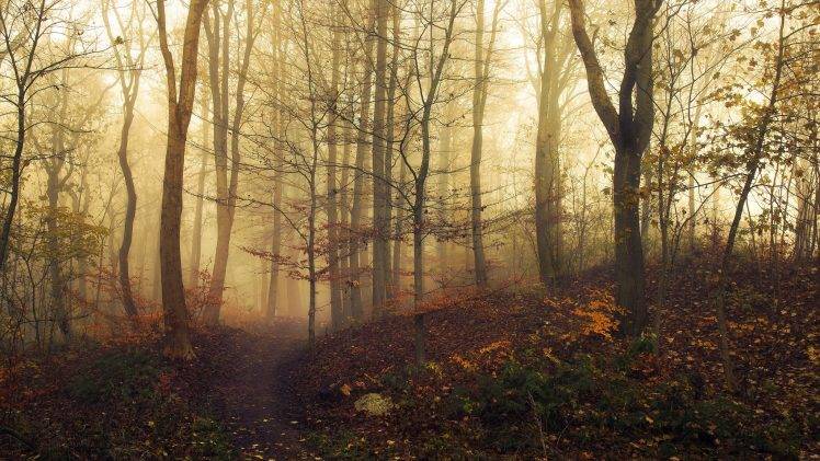 landscape, Nature, Trees, Mist, Path, Fall, Forest HD Wallpaper Desktop Background