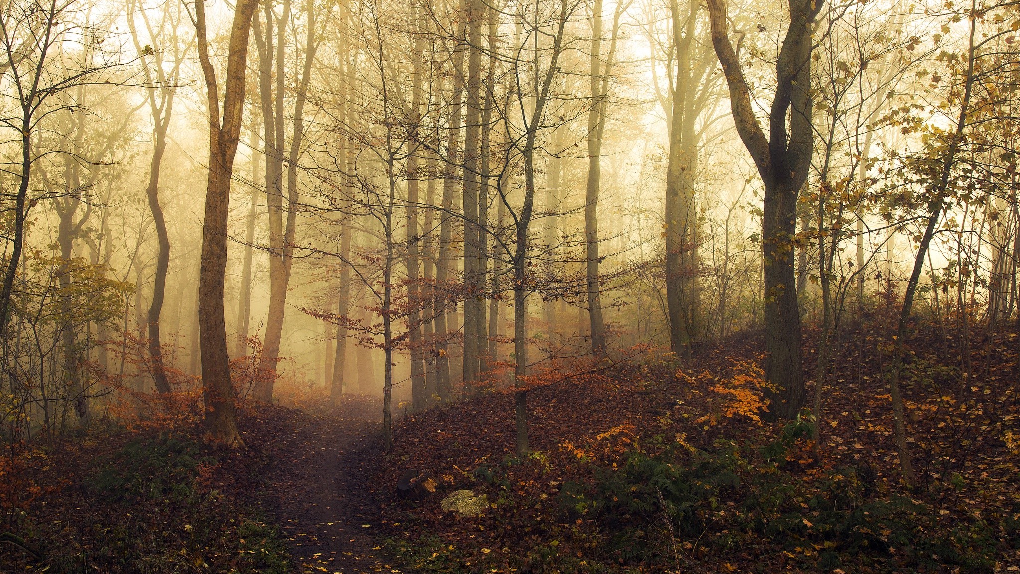 landscape, Nature, Trees, Mist, Path, Fall, Forest Wallpaper