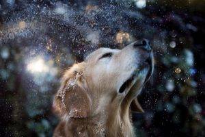 dog, Animals, Water Drops, Snow, Golden Retrievers