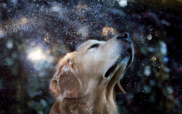 dog, Animals, Water Drops, Snow, Golden Retrievers HD Wallpaper Desktop Background
