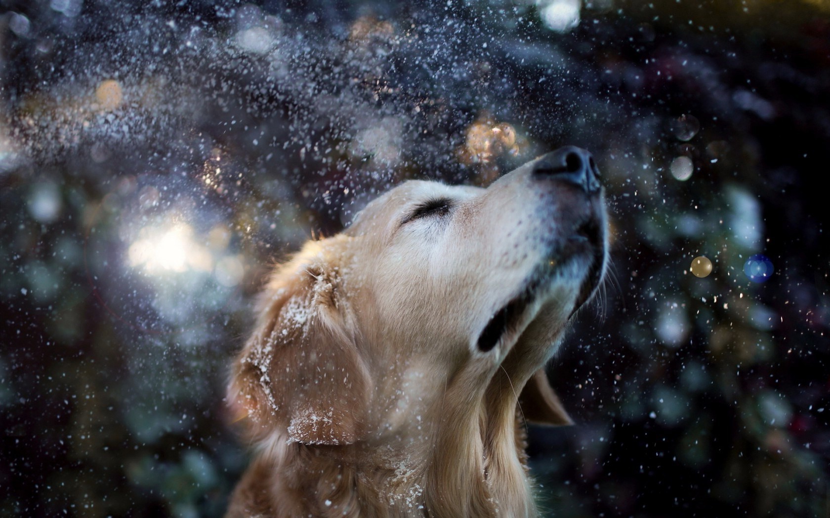 dog, Animals, Water Drops, Snow, Golden Retrievers Wallpaper