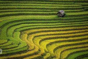 landscape, Rice Paddy