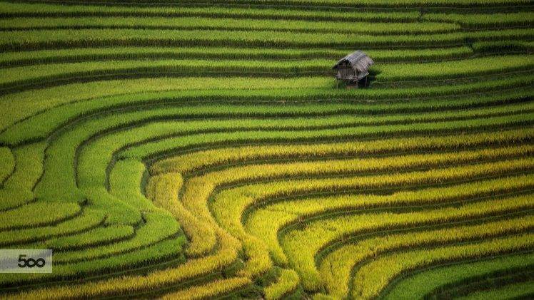 landscape, Rice Paddy HD Wallpaper Desktop Background
