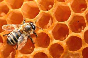 nature, Bees, Honey, Animals