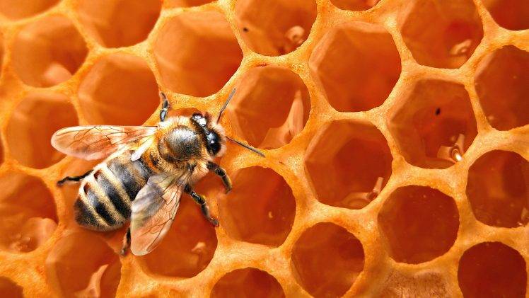 nature, Bees, Honey, Animals HD Wallpaper Desktop Background