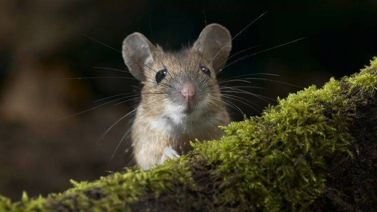 nature, Forest, Rats, Animals HD Wallpaper Desktop Background