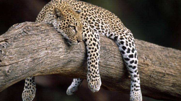 nature, Forest, Animals, Leopard HD Wallpaper Desktop Background