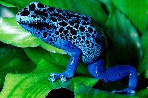 nature, Poison Dart Frogs, Frog, Animals