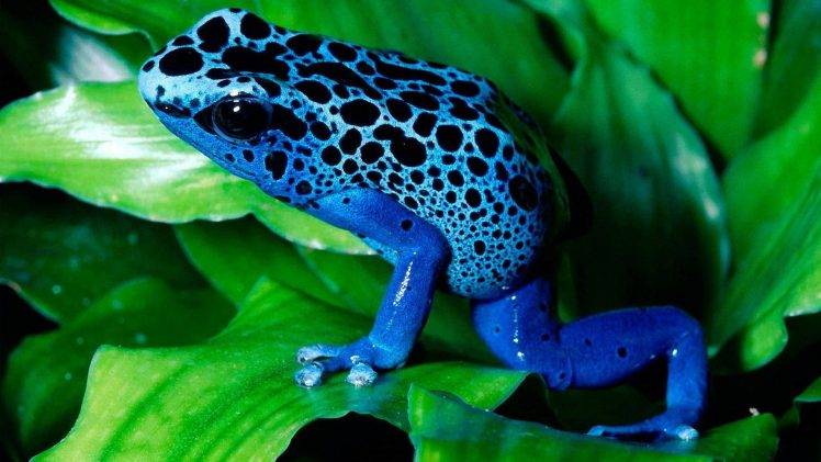 nature, Poison Dart Frogs, Frog, Animals HD Wallpaper Desktop Background