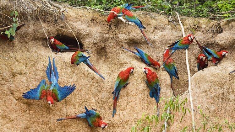 nature, Birds, Parrot, Animals HD Wallpaper Desktop Background
