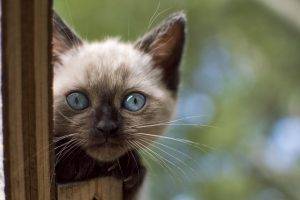 cat, Animals, Siamese Cats, Blue Eyes, Kittens