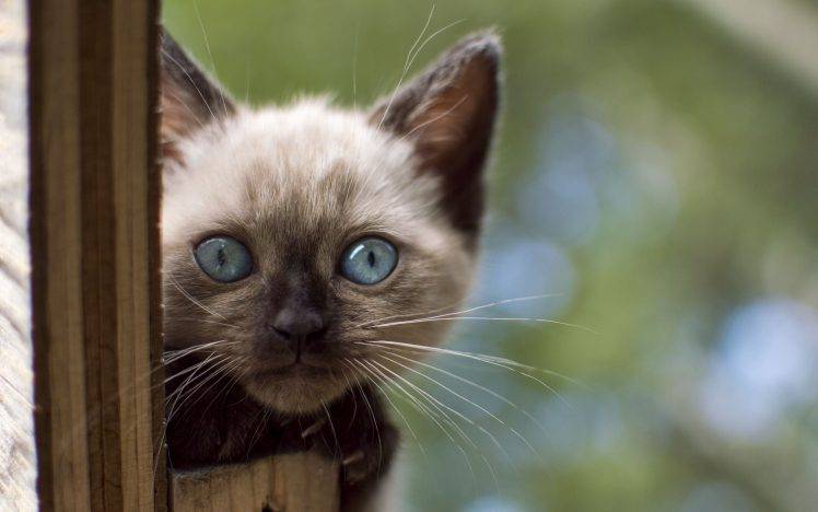 cat, Animals, Siamese Cats, Blue Eyes, Kittens HD Wallpaper Desktop Background