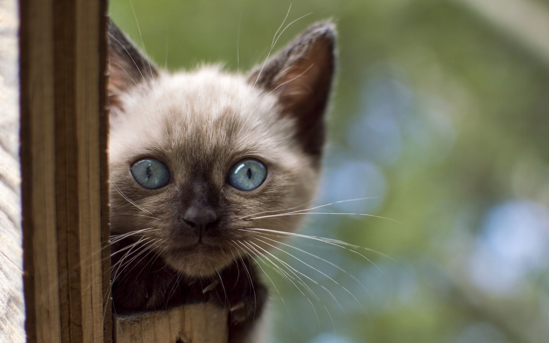 cat, Animals, Siamese Cats, Blue Eyes, Kittens Wallpaper