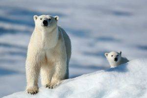polar Bears, Animals, Snow