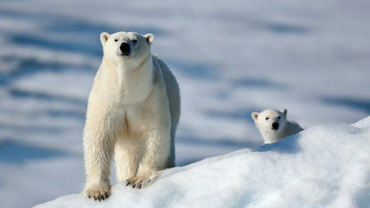 polar Bears, Animals, Snow HD Wallpaper Desktop Background