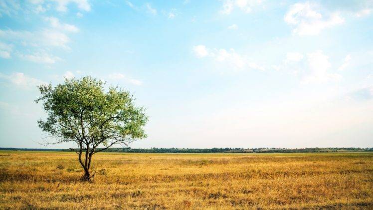 nature, Trees, Field, Landscape, Sky HD Wallpaper Desktop Background