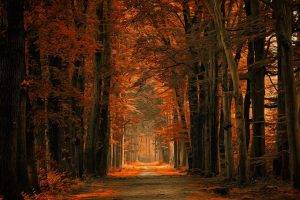 nature, Landscape, Fall, Dirt Road, Forest, Path, Leaves, Trees, Netherlands, Amber, Sunlight
